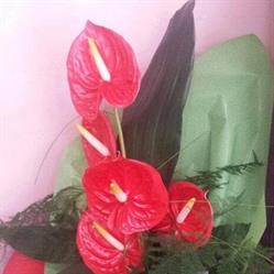 Horario de apertura Floristeria Gladys, Tarancón