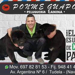 Horario de apertura Peluqueria Ponme Guapo Canina, Tudela