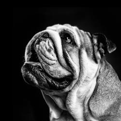 Bulldog Studio S L en Barcelona (Eixample) - Horario de apertura
