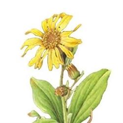ARNICA MONTANA en Barcelona (Sant Andreu) - Horario de apertura