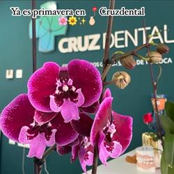 Horario de apertura Cruz Dental, Santa Cruz de Tenerife