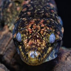 Harkito Reptile en Madrid (Carabanchel) - Horario de apertura