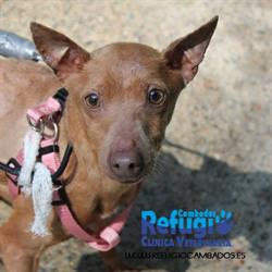 Horario de apertura Clinica veterinaria Refugio de Cambados, 