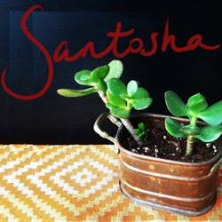 Santosha en Palma de Mallorca (Centre) - Horario de apertura