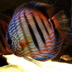 Peces Disco S.L. en Madrid (Carabanchel) - Horario de apertura