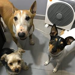 Horario de apertura Telepiensos Mascotas, Mijas