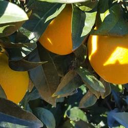 Horario de apertura Andalucia Naranjas. Naranjas Online, Lora del Río