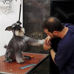Horario de apertura Pippo Perruqueria Canina, Premià de Mar