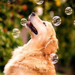 Horario de apertura Bubble Dog, Zaragoza