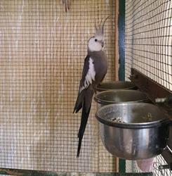 Animalia en Vigo (Coia) - Horario de apertura
