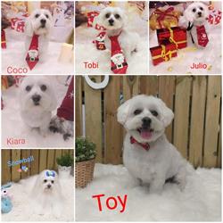Horario de apertura Peluquería canina Doggy`s, L'Alfàs del Pi