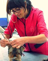 Horario de apertura Peluquería Canina Luky, Chiva