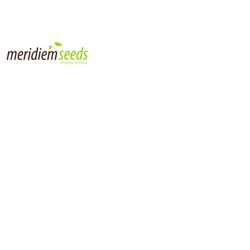 Horario de apertura Meridiem Seeds, Santa Maria del Aguila