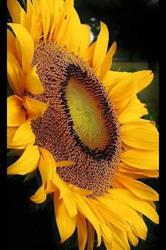 Horario de apertura Floristeria Girasol, Boiro