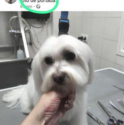 Horario de apertura los baños de mara peluqueria canina en parla, Parla