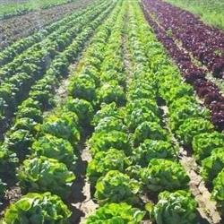 Horario de apertura La Pagesa. Fruites i verdures., Molins de Rei
