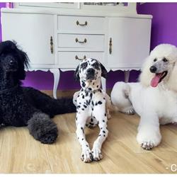 Horario de apertura Canela Peluquería Canina, Lugo