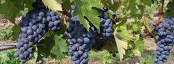 VINOMAR en Málaga (Bailén-Miraflores) - Horario de apertura