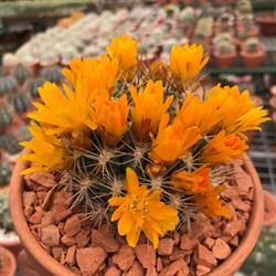 Horario de apertura Senlleiros vivero de plantas., Moaña