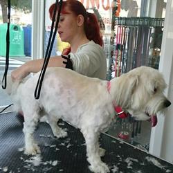 Horario de apertura Bomba Perruquers Canins i Felins, Llinars del Valles