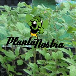 Horario de apertura Plantanostra growshop, Madrid
