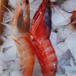 Horario de apertura Pescaderia en Ca'Pulido, Navalmoral de la Mata