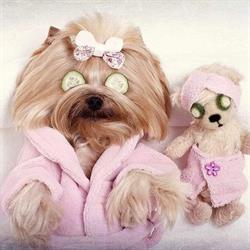 Horario de apertura Peluquería Canina Bubble Pet, Torrijos