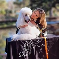 Horario de apertura Peluquería Canina Eli, Villarrobledo