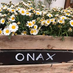 Horario de apertura Onax, Santa Eulària des Riu