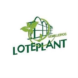 Horario de apertura Semilleros Loteplant, El Ejido