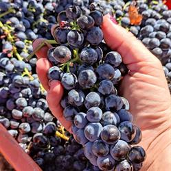 Horario de apertura Bodegas Vertijana, Polícar