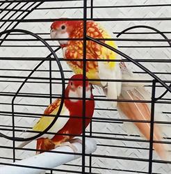 Horario de apertura Aviarium, Mollet del Vallès