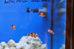 Horario de apertura Aquadisseny Aquaris, Rubí