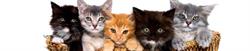 Horario de apertura Clínica Veterinaria Calp, 