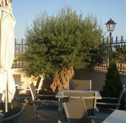 Horario de apertura El Jardín del Olivo - Restaurante & Café, Valdeganga