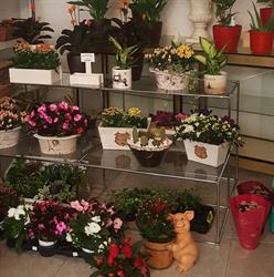 Horario de apertura Floristería Banbury, Miraflores de la Sierra