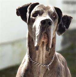 Horario de apertura Clinica Veterinaria Dogos, Nueva Carteya