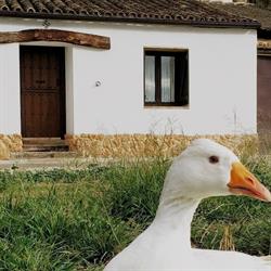 Horario de apertura La Mimosa Casa Rural, Carcastillo