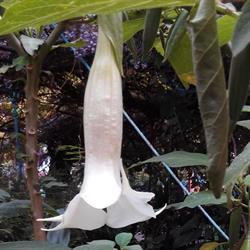 Jardí del Silenci en Barcelona (Gràcia) - Horario de apertura