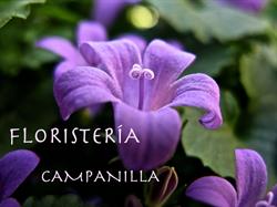 Floristería Campanilla en Madrid (Chamberí) - Horario de apertura