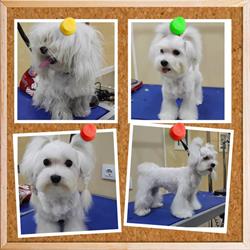 Horario de apertura Semillas, Piensos Y Mascotas "Titi"- Peluquería Canina " Mimos"., Castilleja de la Cuesta