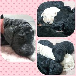 Horario de apertura Perruqueria Canina 4 Potes, Malgrat de Mar
