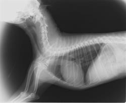 Horario de apertura Clínica Veterinaria Mendavia, 