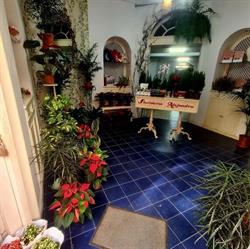 Horario de apertura Floristeria Alejandro, Santa Cruz de Tenerife