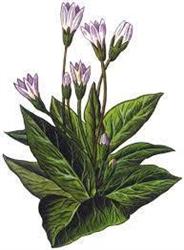 Horario de apertura Herbolario Mandragora, Noia