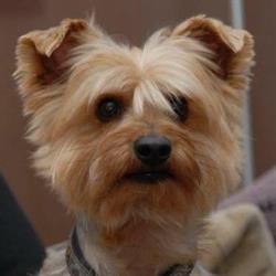 Horario de apertura Perruqueria Canina Friends, Sant Boi de Llobregat