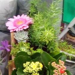 Horario de apertura F.C. Floristeria, Benavente