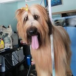 Horario de apertura Peluquería canina Ricardo Varona, Torremolinos
