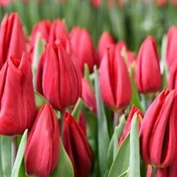 Horario de apertura Floristería Siempreverde, Cambre