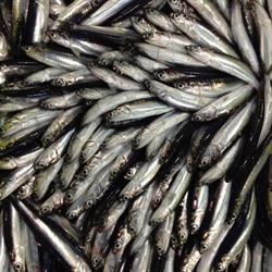 Horario de apertura Pescados Gines E Hijos S.L, Donostia-San Sebastián